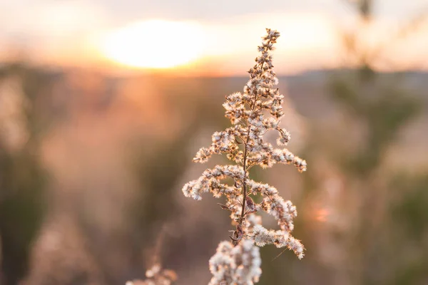 Gedroogde Wilde Gras Land Velden Met Zonsondergang Winter Onscherpe Achtergrond — Stockfoto