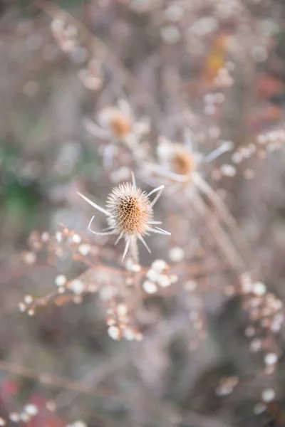 Gedroogde Distel Land Velden Pastel Winter Zonlicht Onscherpe Achtergrond — Stockfoto