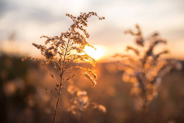 乾燥野草と背景をぼかしで冬の夕日の国フィールド — ストック写真