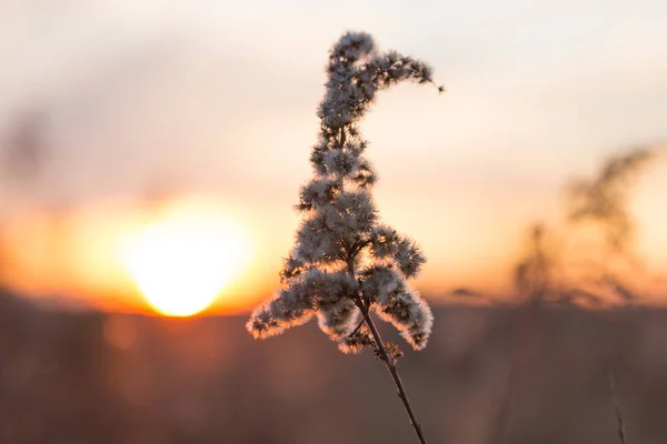 Iarbă Sălbatică Uscată Câmpuri Țară Apus Soare Iarnă Fundal Neclară — Fotografie, imagine de stoc