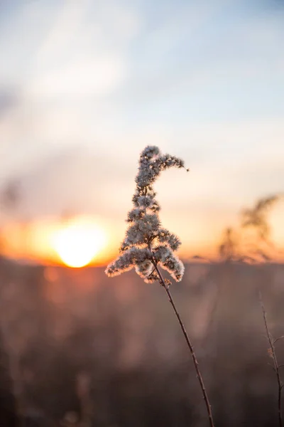 Hierba Silvestre Seca Campos Campo Con Puesta Sol Invierno Fondo — Foto de Stock