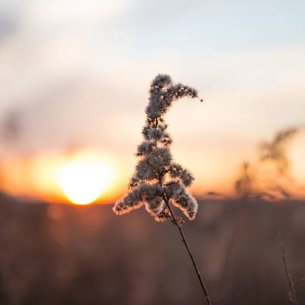 Torkade Vilda Gräs Och Land Fält Med Vintern Solnedgång Suddig — Stockfoto