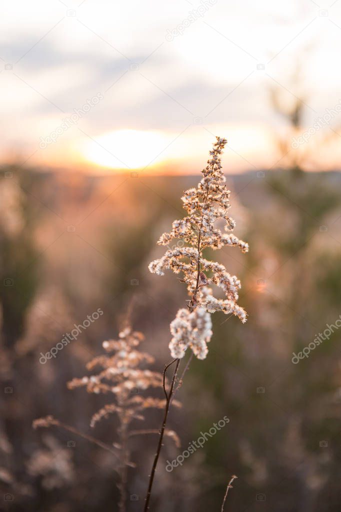 Dried Wild Grass and Country Fields with Winter Sunset in Blurred Background