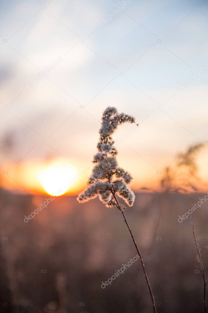 Dried Wild Grass and Country Fields with Winter Sunset in Blurred Background