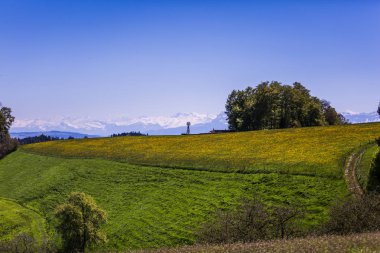 Yel değirmeni, sarı çiçek alan ve güneşli bahar gününde karlı dağlar