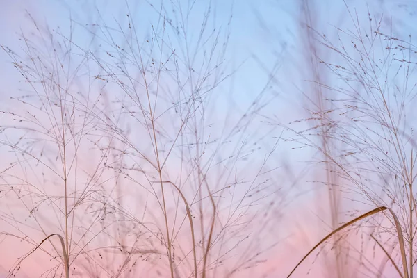 野草の青い空と部分的に曇りのパステル ピンクと紫の黄昏光 — ストック写真