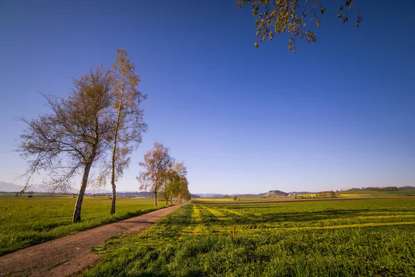 Windförmige Birken Und Felder Einem Sonnigen Frühlingstag — kostenloses Stockfoto