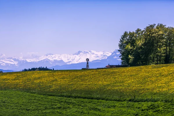 Moulin Vent Champ Fleurs Jaunes Montagnes Enneigées Jour Printemps Ensoleillé — Photo