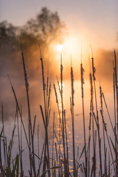 Nascer Sol Luz Perfurante Através Névoa Árvores Refletindo Lago Atrás — Fotografia de Stock