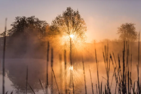 日出光穿透薄雾和树木 并反映在湖后的猫尾巴 — 图库照片
