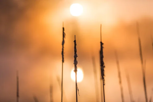 Sunrise Licht Piercing Door Mist Bomen Weerspiegelen Lake Achter Kat — Stockfoto