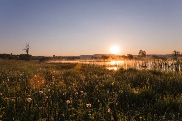 薄雾中的金色日出反射在蒲公英覆盖的草甸和湖在春天 — 图库照片