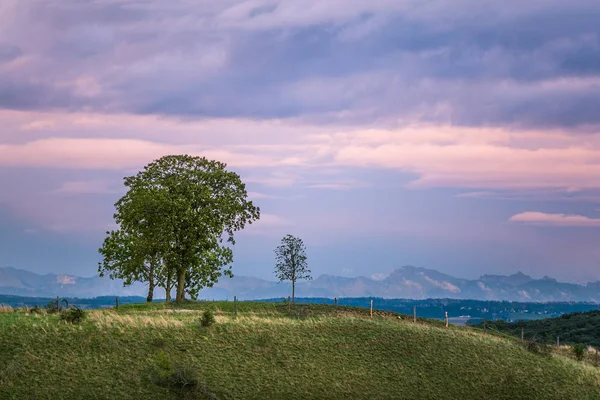 Böljande Landskap Med Alperna Berg Vid Solnedgången — Stockfoto