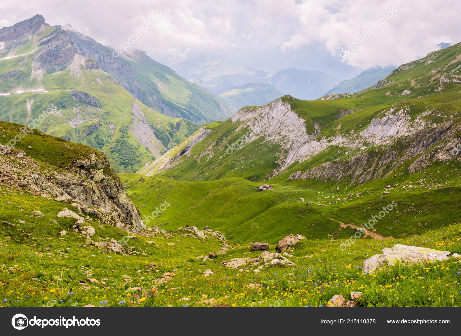 Wild Mountain Flowers Landscape Shelter Background Stock Photo Image By C Angelina Cecchetto 215110878