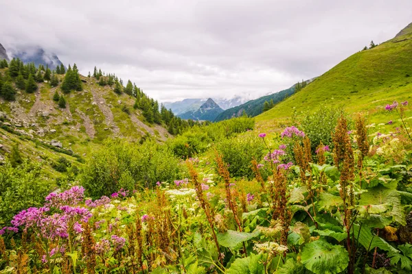 Paysage Montagne Vert Avec Des Fleurs Printemps Dans Sentier Emblématique — Photo