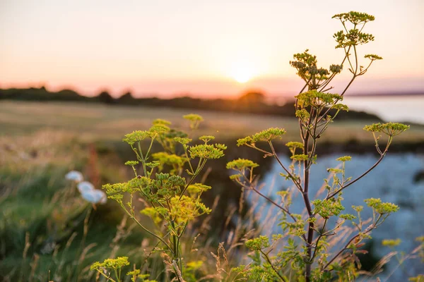 Puesta Sol Sobre Bournemouth Old Harry Rocks Wildlife — Foto de Stock