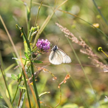 Siyah ve beyaz kelebek toplama Pollen güneşli bir yeşil alan leylak çiçeği.