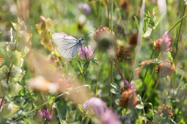 Siyah ve beyaz kelebek toplama Pollen güneşli bir yeşil alan leylak çiçeği.