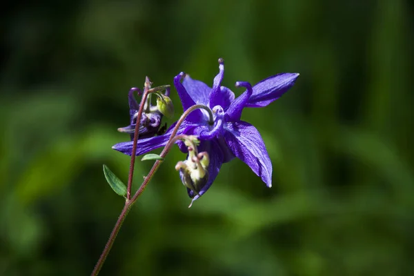 Fleur Montagne Bleue Sauvage Dans Forêt Verte — Photo