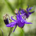 Wilde lila Bergblume im grünen Wald