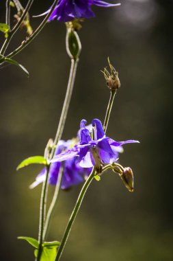 Vahşi Mor Dağı çiçek yeşil orman