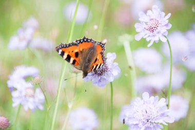 Turuncu kelebek toplama polen yeşil alan mor çiçekler