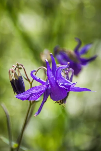 Vilda Purple Mountain Blomma Grön Skog — Gratis stockfoto