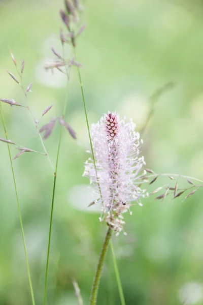 夏绿场淡粉色花 — 图库照片