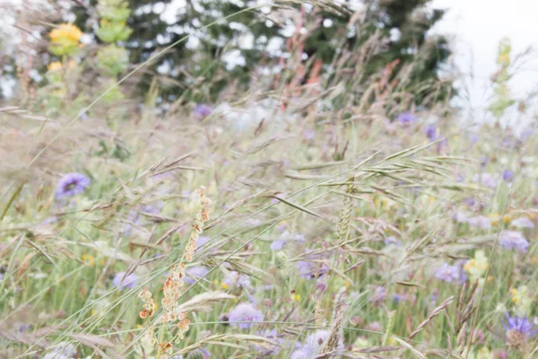 Vinden Blåser Grönt Fält Med Lila Och Lila Blommor — Stockfoto