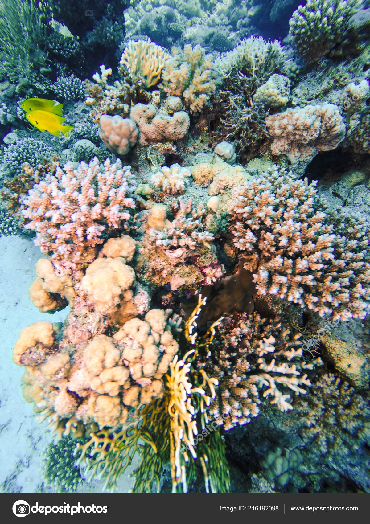 Fish Swiming Transparent Red Sea Water Coral Reef Formations Egypt ...