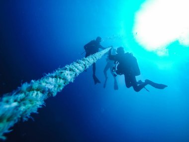 Scuba Divers Descending Holding a Rope to a Shipwreck in the Red Sea in Egypt clipart