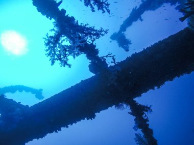 Red Sea, Mısır sualtı gemi kazasında üzerinde mercan bitkiler