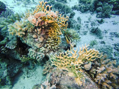 Şeffaf kırmızı deniz suyu ve mercan oluşumları Mısır'daki balık yüzme