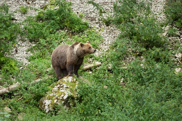 Niedźwiedź brunatny stojący na skale w rezerwacie przyrody w lecie — Zdjęcie stockowe