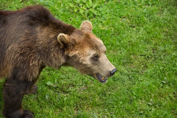 Hnědý medvěd v letní přírodní rezervaci — Stock fotografie