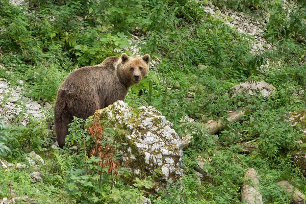 Medvěd hnědý v létě stojící na skále v přírodní rezervaci — Stock fotografie