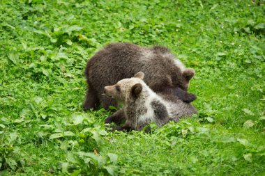 Brown Bear Cubs Yaz Aylarında Yeşil Doğa Rezerv playing 