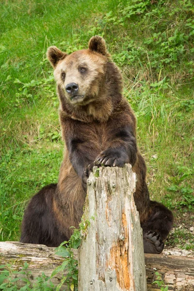 Medvěd mužský v létě sezení v přírodní rezervaci — Stock fotografie