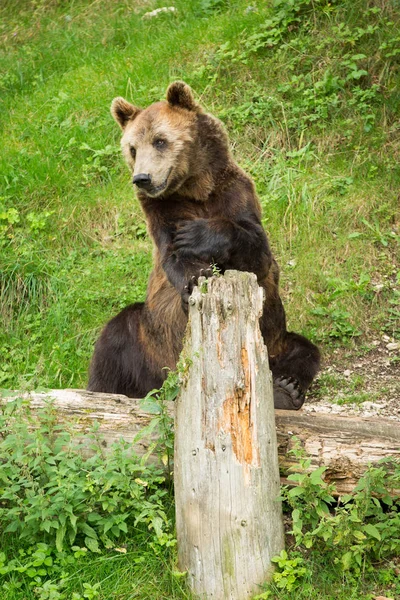 Ours brun mâle assis dans la réserve naturelle verte en été — Photo