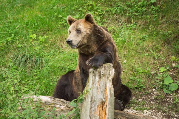 Ours brun mâle assis dans la réserve naturelle verte en été — Photo