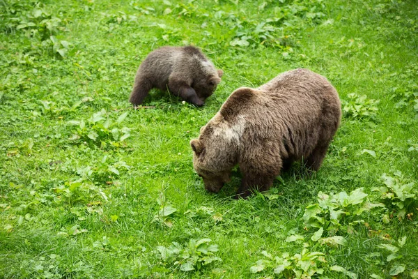Ours brun femelle avec pâturage des oursons dans la réserve naturelle verte de Su — Photo