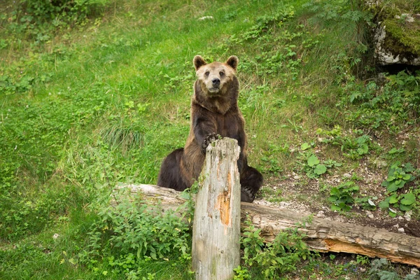 Мужской коричневый медведь летом сидит в зеленом природном заповеднике — стоковое фото