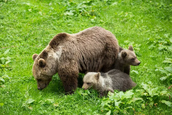 Vrouwelijke bruine beer met Cubs grazen in het groene natuurreservaat in S — Stockfoto