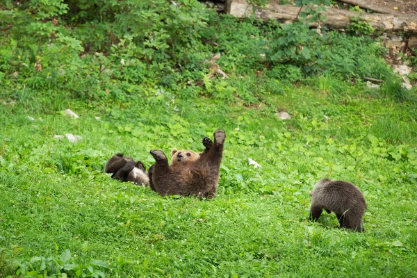 Vrouw bruine beer spelen met welpen in groene natuurreservaat in S — Stockfoto