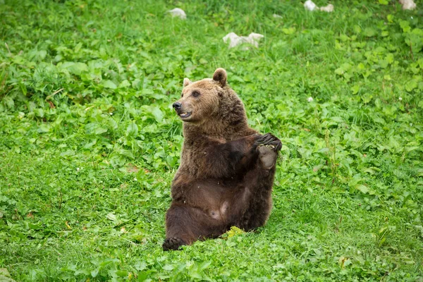 Medvěd mužské hnědé sezení a roztažení nohy v zelené přírodě R — Stock fotografie