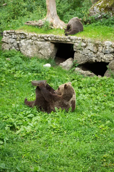 Ours brun femelle jouant avec des oursons dans la réserve naturelle verte en S — Photo