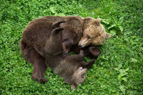 Medvěd hnědý, hraje s mládím v přírodní rezervaci — Stock fotografie