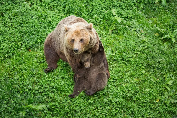 Ours brun femelle jouant avec des oursons dans la réserve naturelle verte — Photo