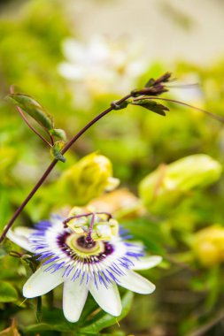 Beyaz, yeşil ve Mor Tutku Çiçeği (Passiflora) Bloom nüktesinde