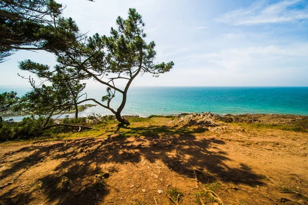 Atlantic Ocean Coastline with Turquoise Blue Water and Pine Tree — Stock Photo, Image